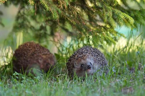 Ежиные истории
