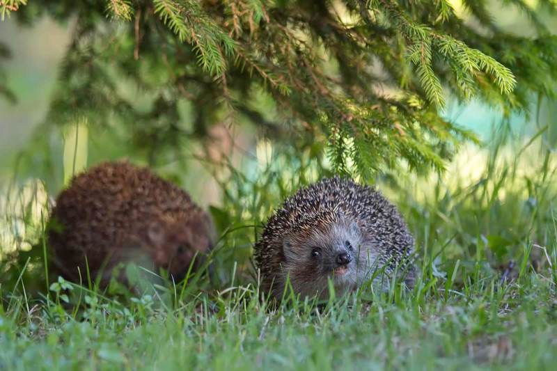 ёж, ёжик, ежи, животные, природа Ежиные истории фото превью