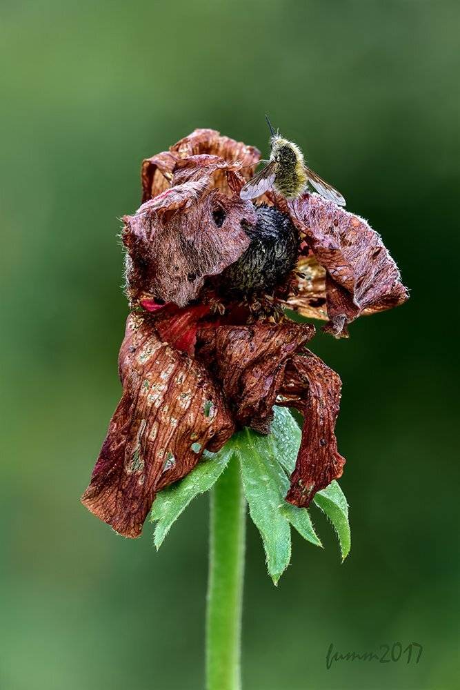 , Игорь ФУММ