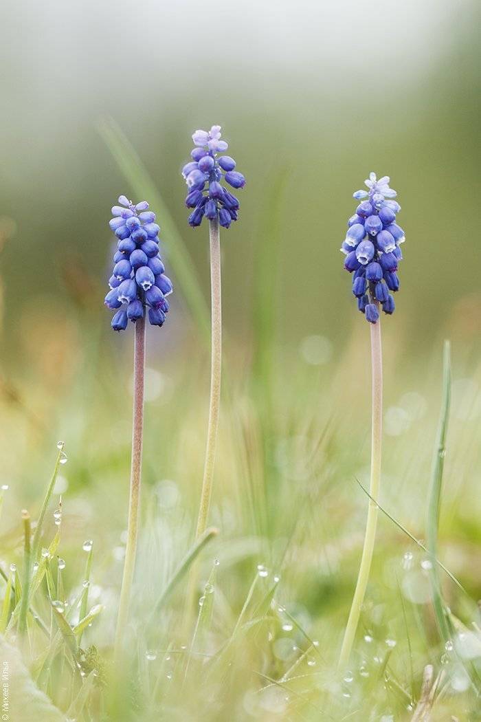 , Илья Михеев