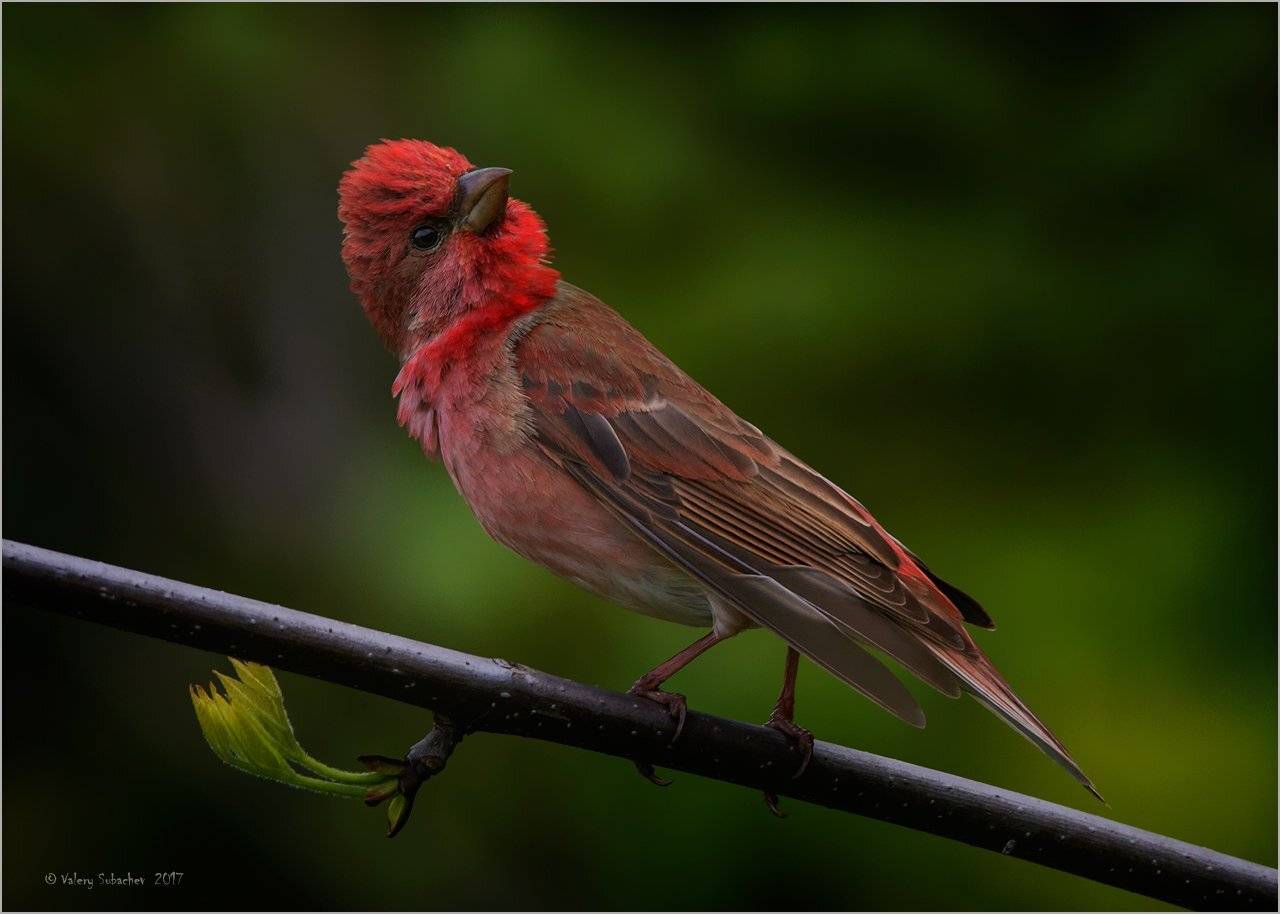 , Валерий Субачев