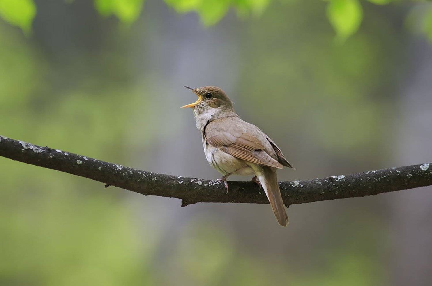 соловей, Наталья