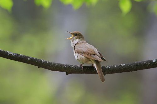 трель соловья