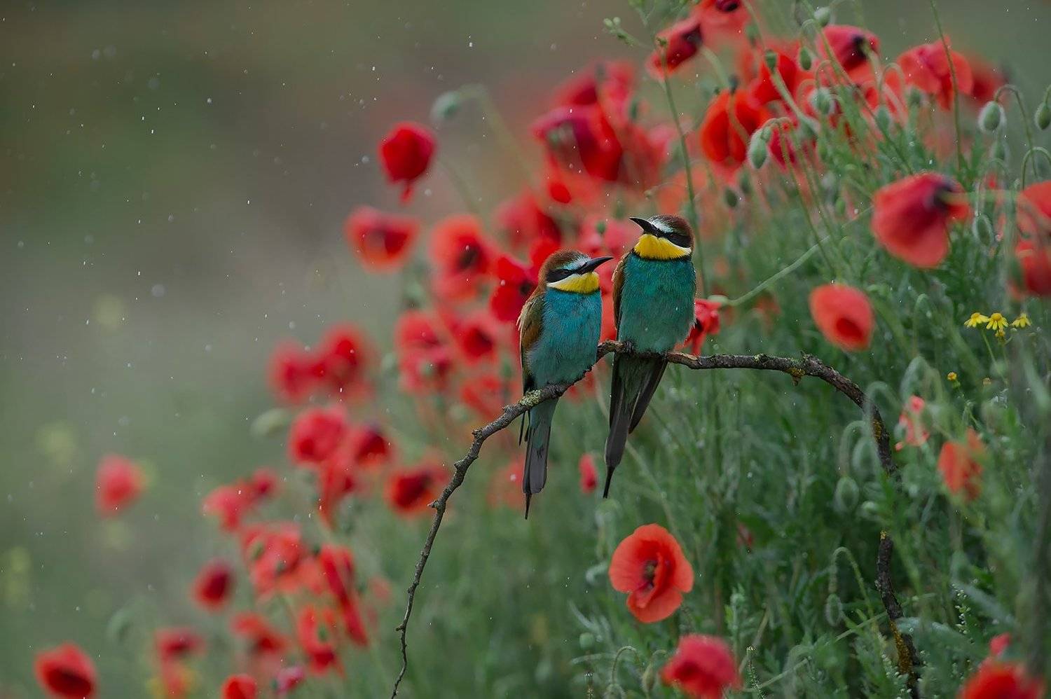bee-eaters щурки Золотистая щурка , Radoslav Tsvetkov