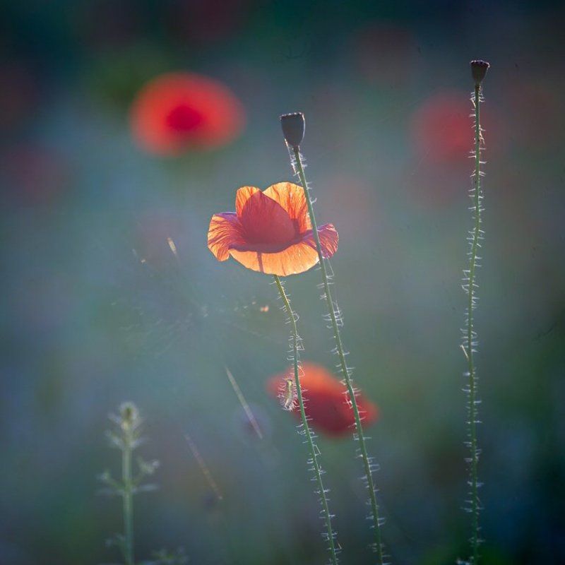 makowa panienka фото превью