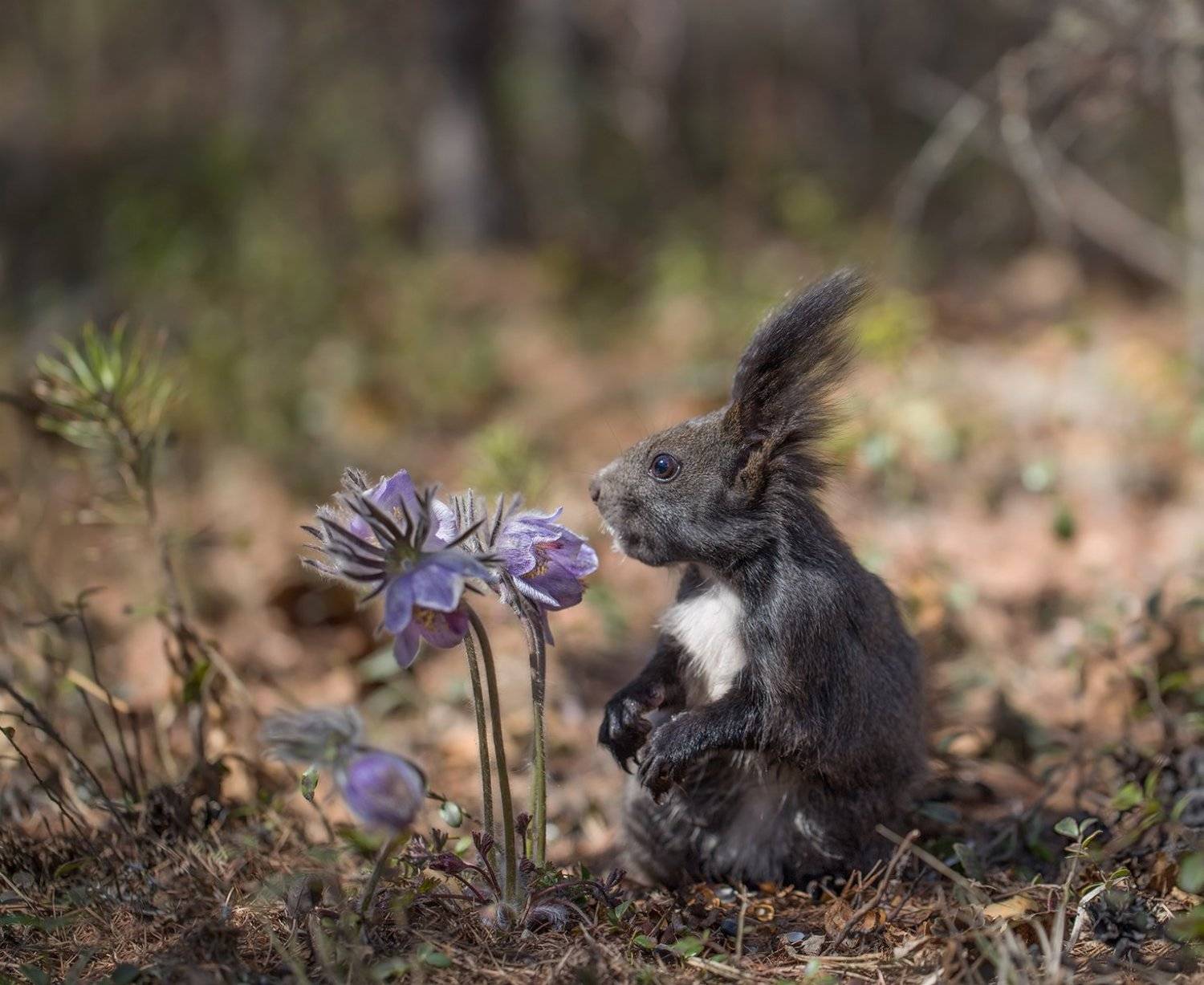 якутия, нерюнгри, белка, Евгения Левина