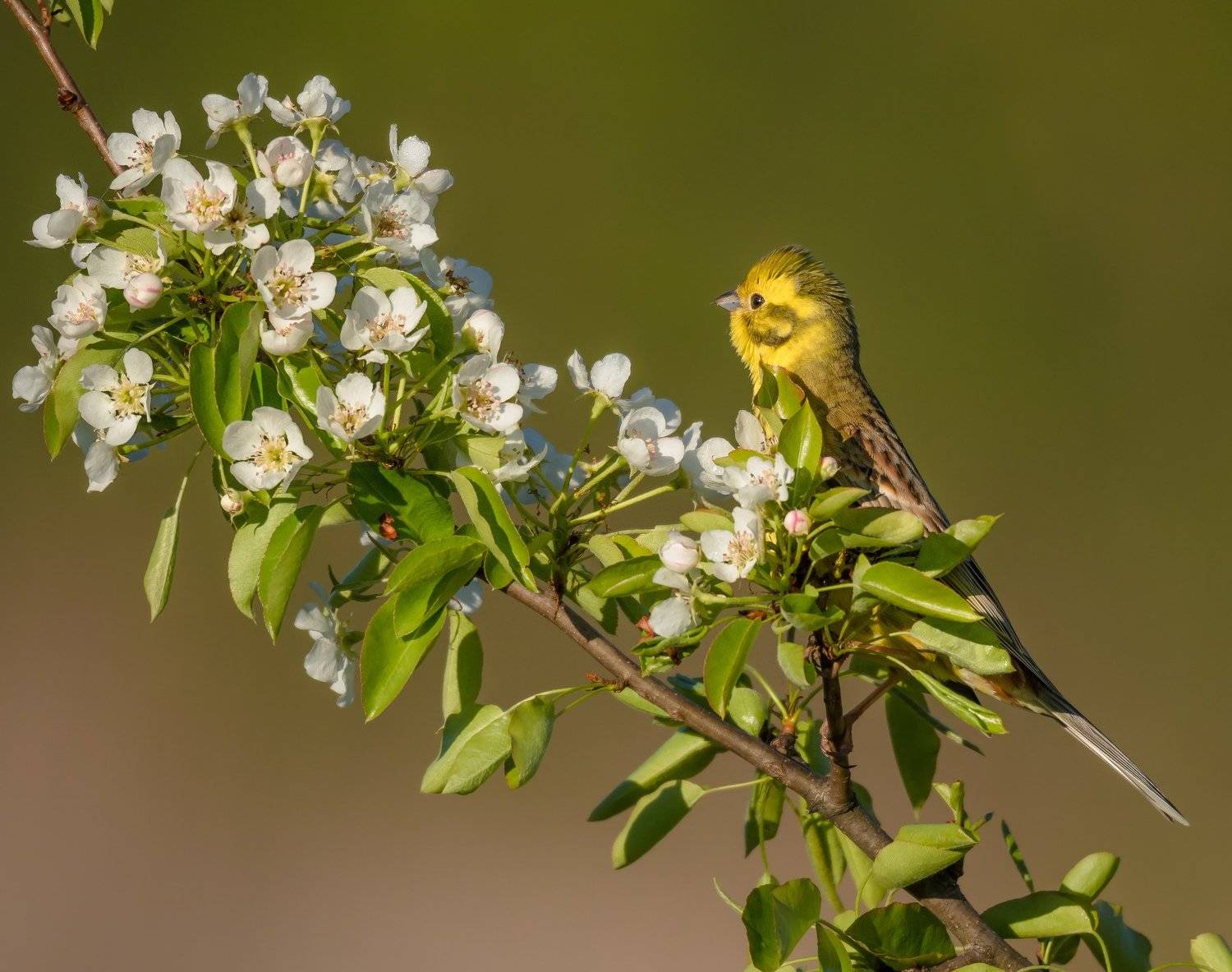 обыкновенная овсянка, яблоня, цветы, цветение, белый, птица, emberiza citrinella, весна, май, жёлтый, вкус, самец, утро,, Ксения Соварцева