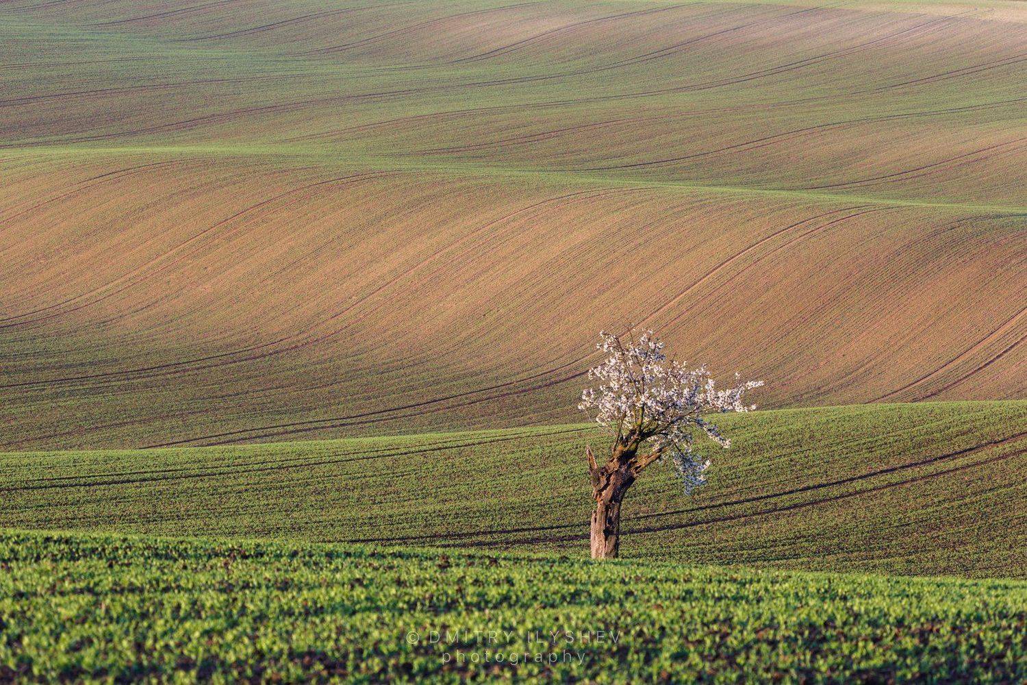 моравия, чехия, пейзаж, европа, утро, рассвет, поля, южная моравия, фототур, Dmitry Ilyshev