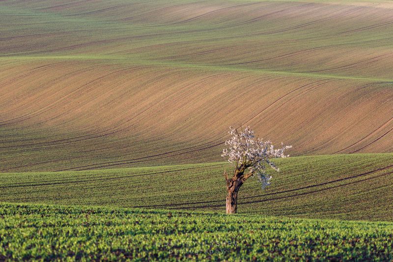 моравия, чехия, пейзаж, европа, утро, рассвет, поля, южная моравия, фототур Моравская безмятежность фото превью