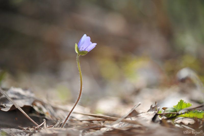 подснежник, печёночница, весна, лес  фото превью