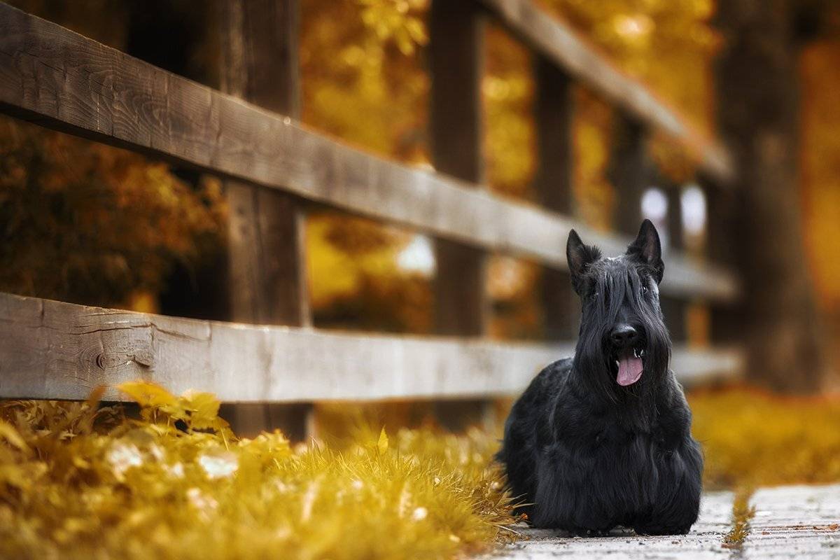 , Андрей Ершов