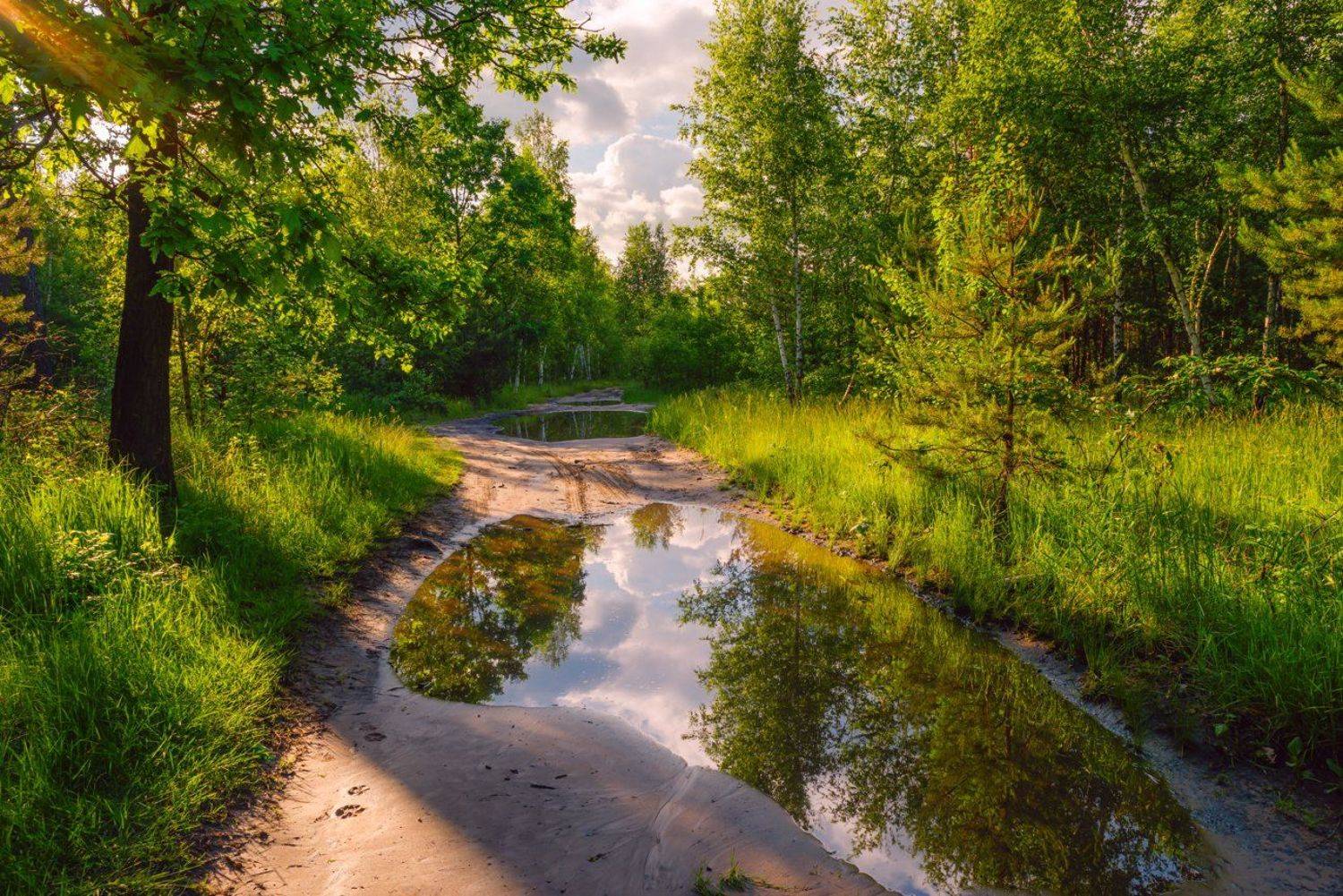 лес, весна, май, лужи, вечер, Галанзовская Оксана