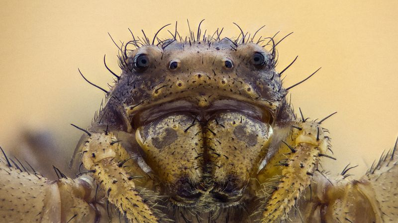 Spider фото превью