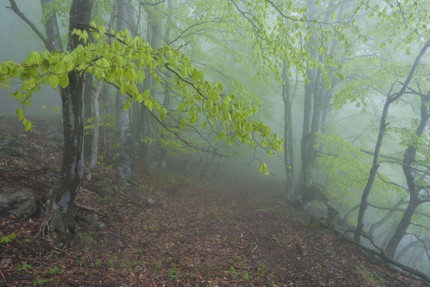 , Саша  Вайсберг / Waldschnepfe /