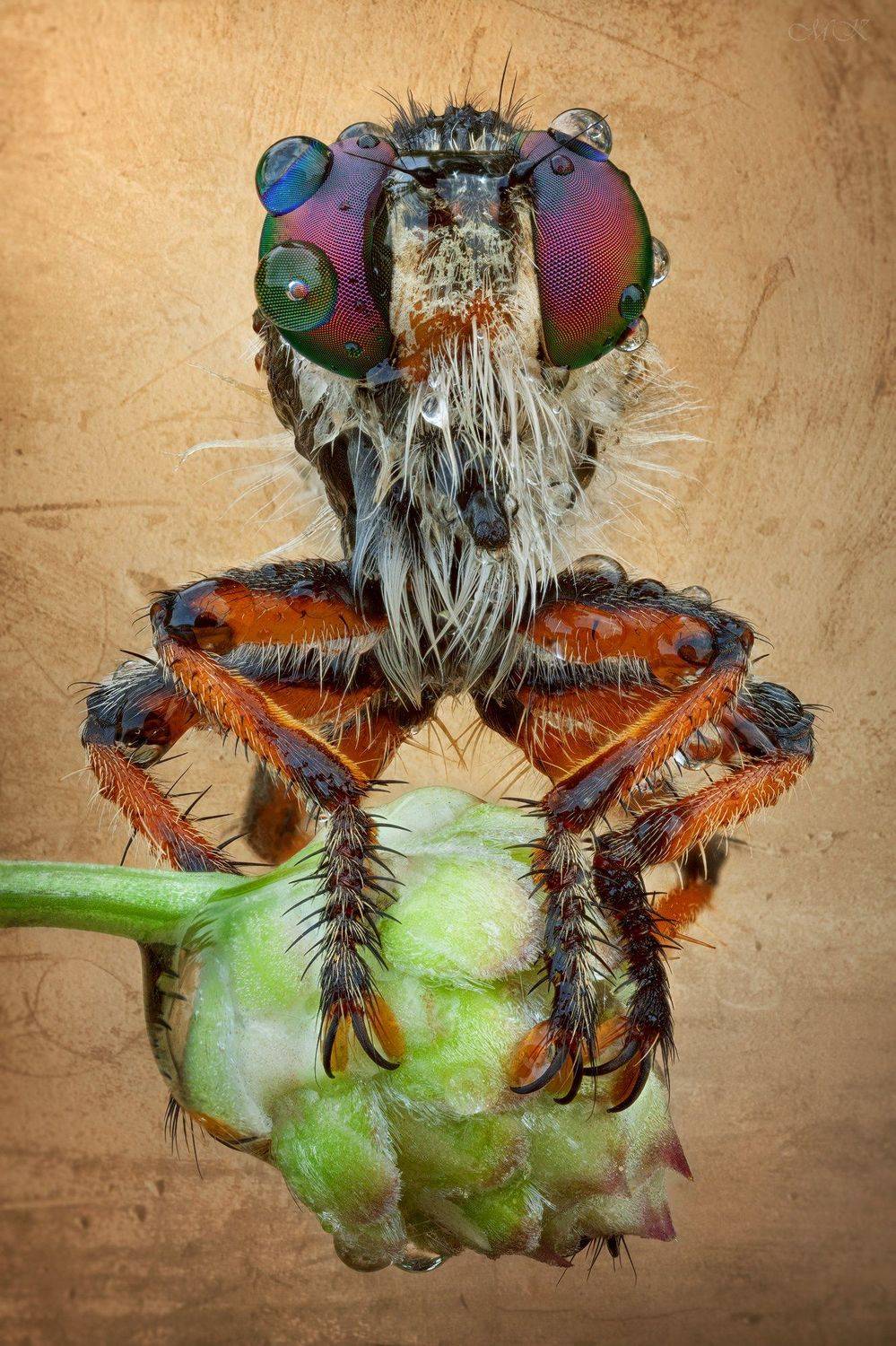 ктырь, robber fly, asilidae, Miron Karlinsky