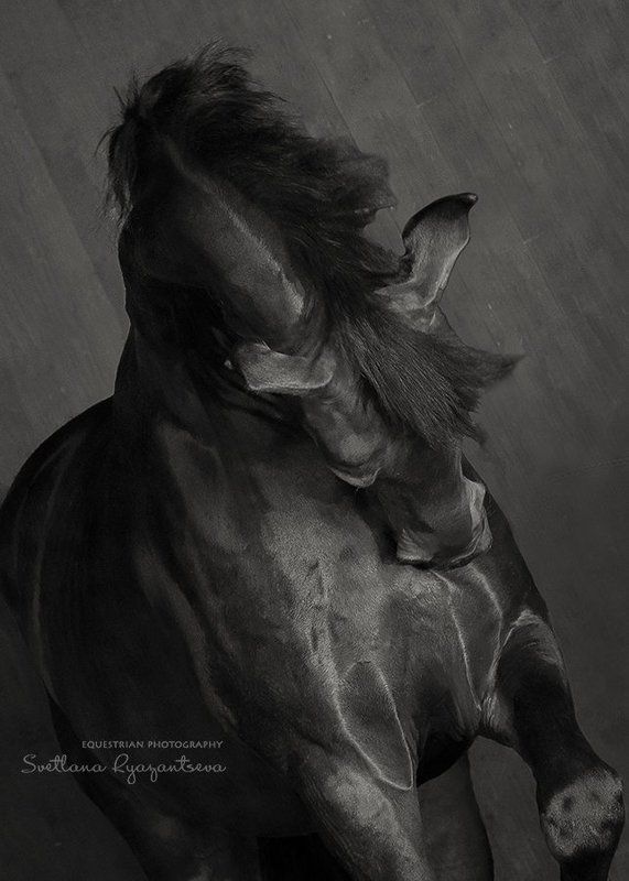 horse, black, monochrome, head, portrait, лошадь, лошади, монохром, портрет графичный фото превью