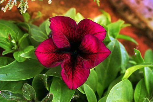 Deep Purple