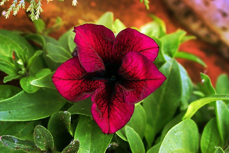 Deep Purple фото превью