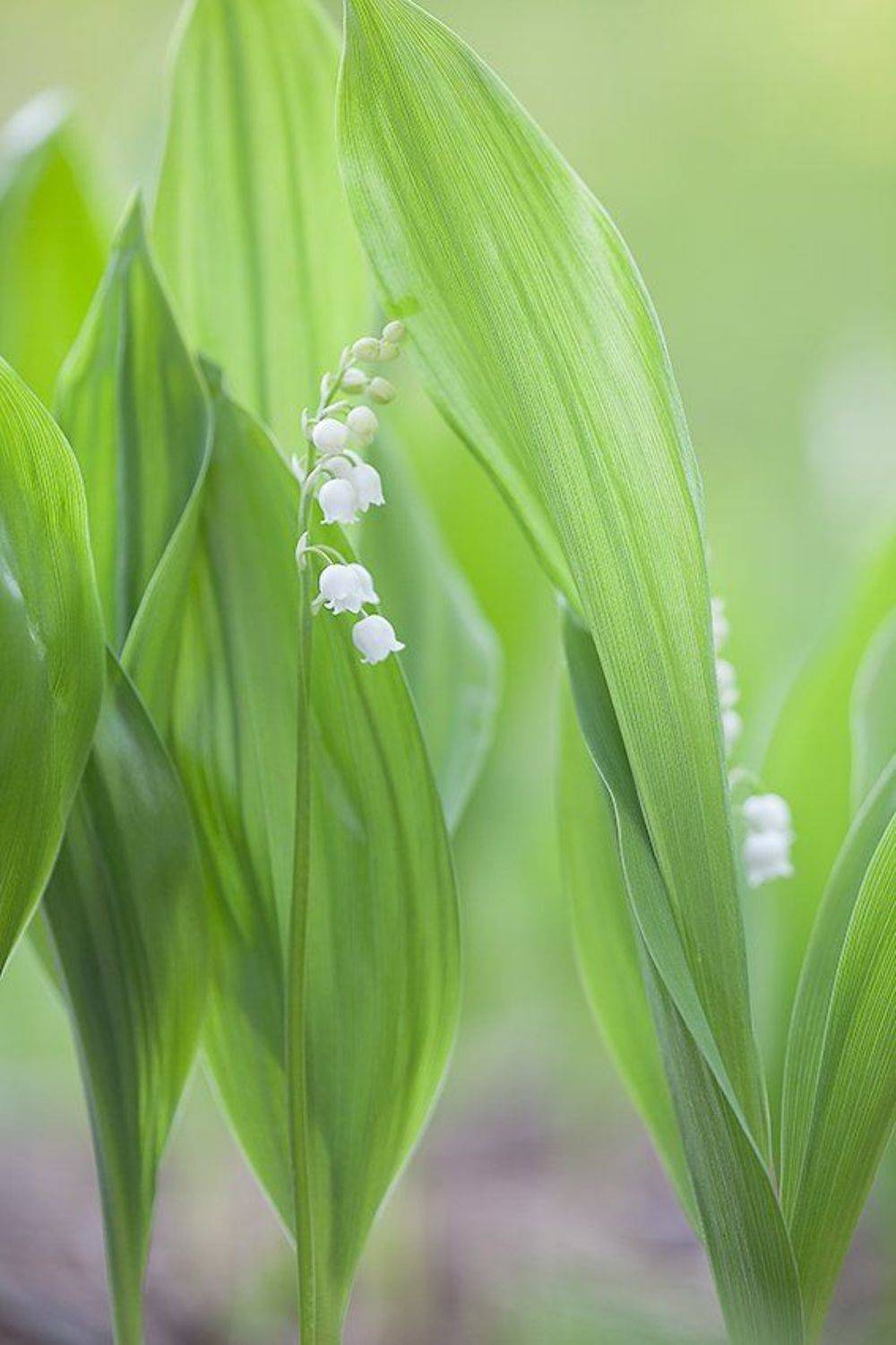 , Юрий Сорокин