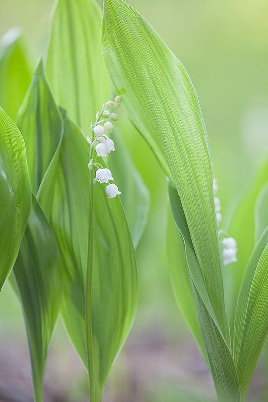 Майская нежность. фото превью