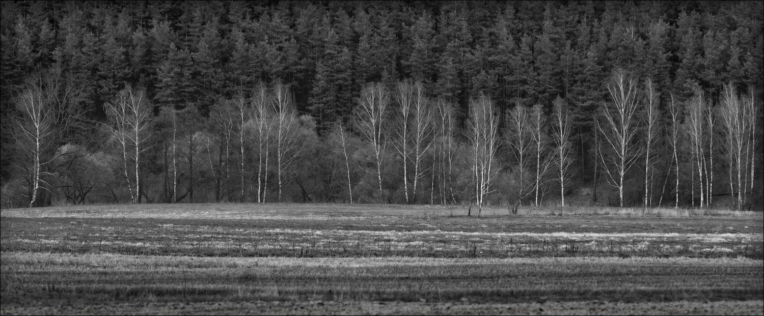 весна, деревья, пашня, апрель,, Сергей Шабуневич