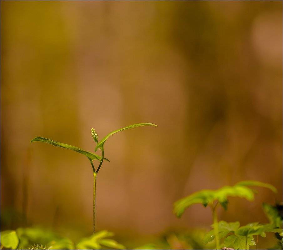 , Бурлов Андрей