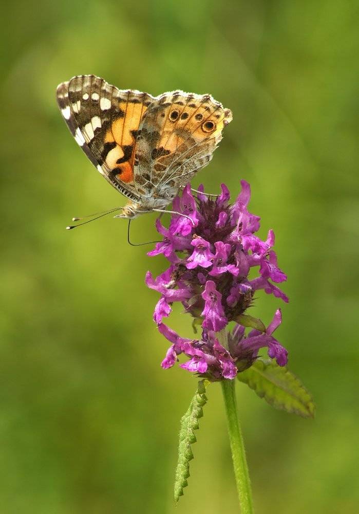 , Чепленко Алексей