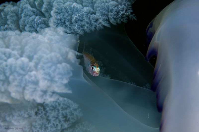 малек ставридки в щупальцах медузы корнерота. Я и мой дом. фото превью