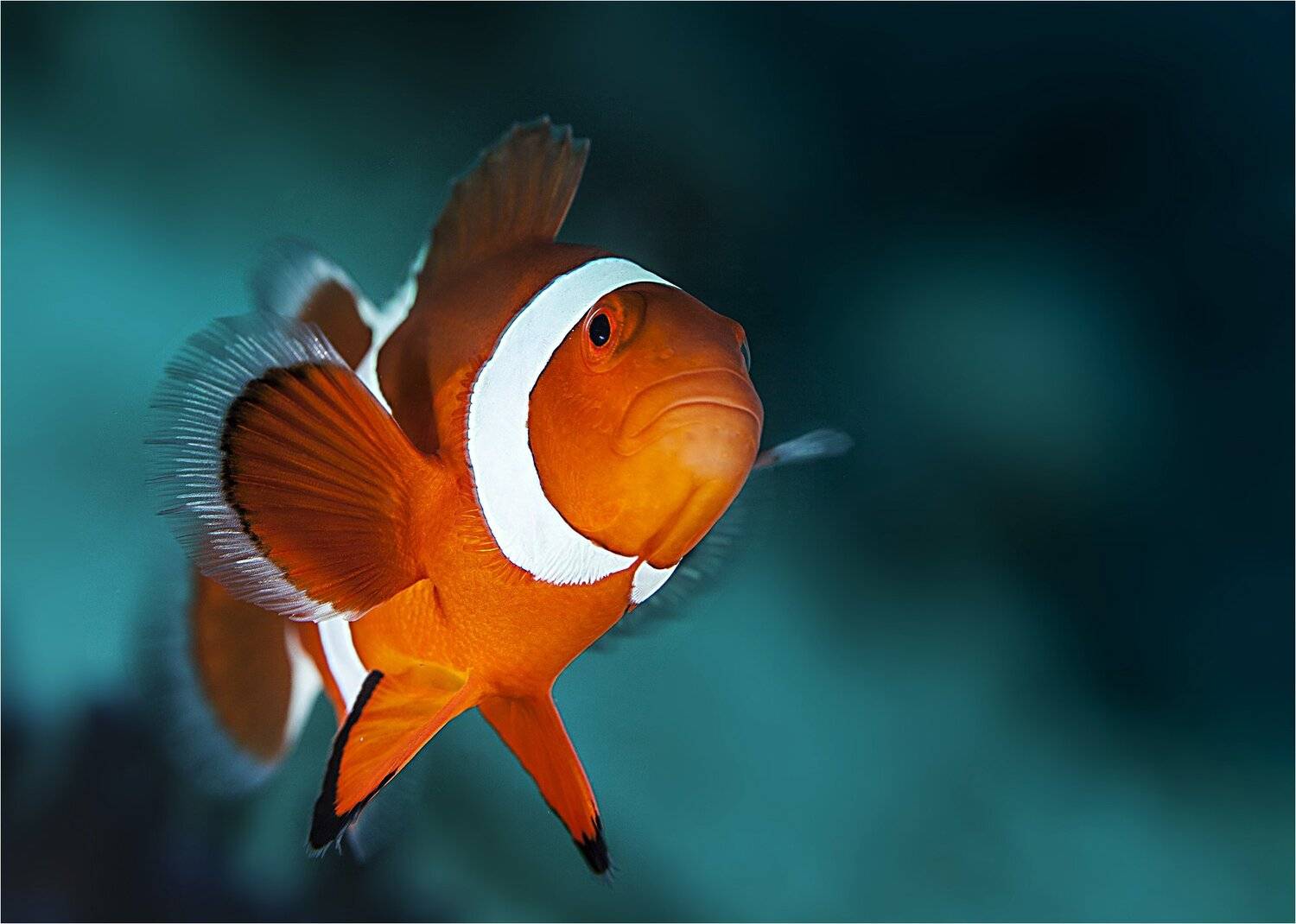 амфиприон, филиппины, Сергей Гаспарян