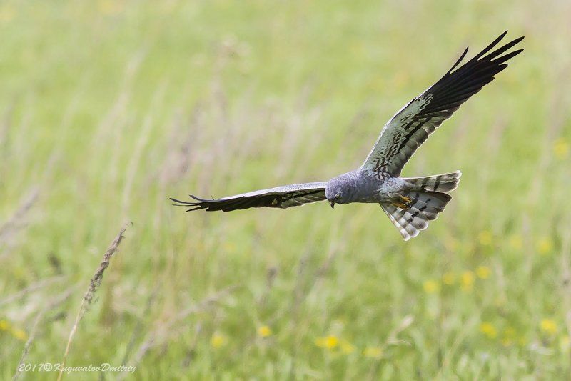 Лунь полевой фото превью