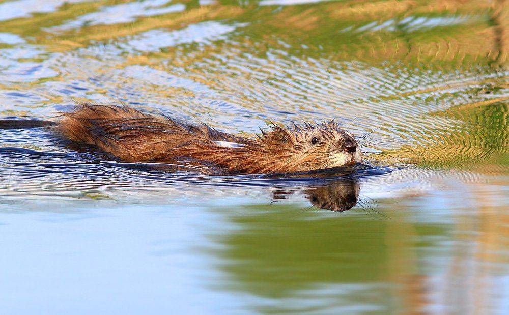 ондатра, Михаил Крюков