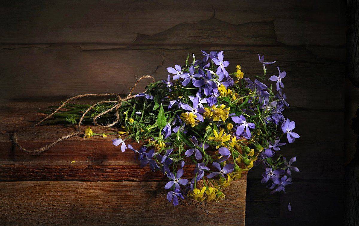 полевые цветы, Алла Шевченко