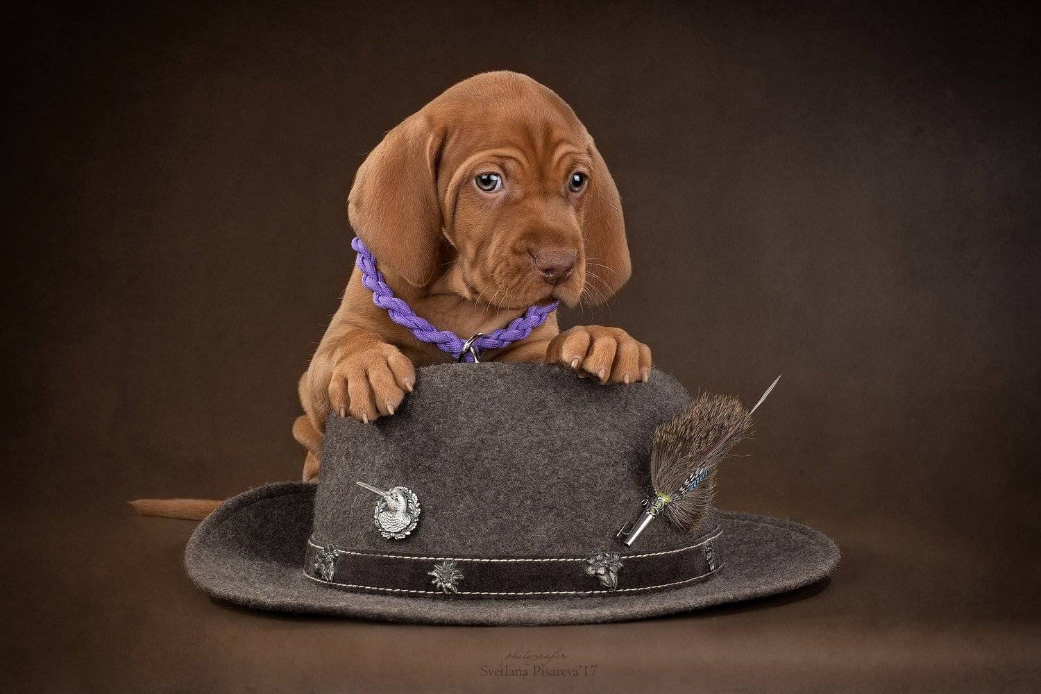 , Светлана Писарева