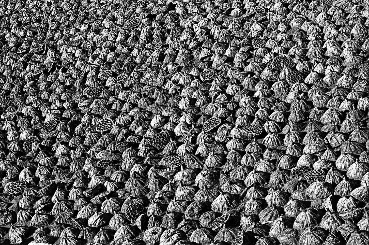 lotus, CHOI  JEONG KYU