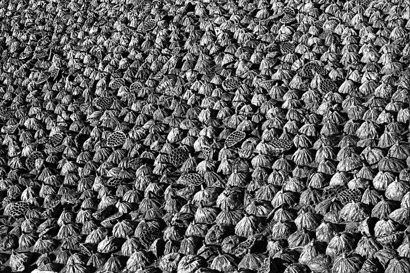 lotus  family фото превью