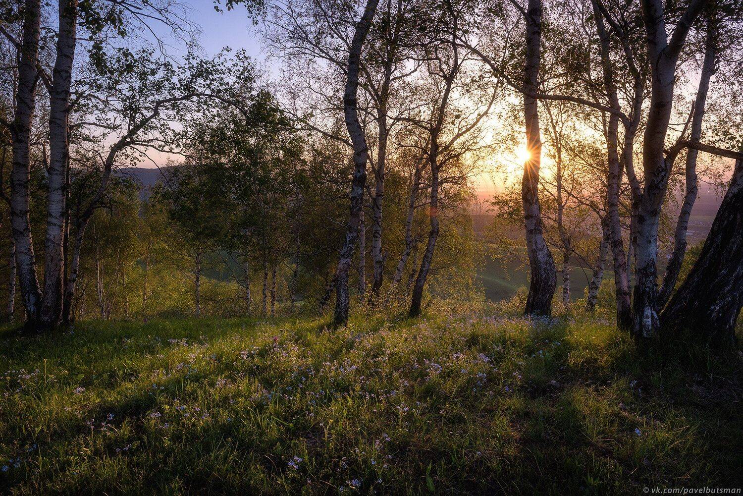 алтай, весна, березы, закат, солнце, цветы, свет, вечер, Павел Силиненко