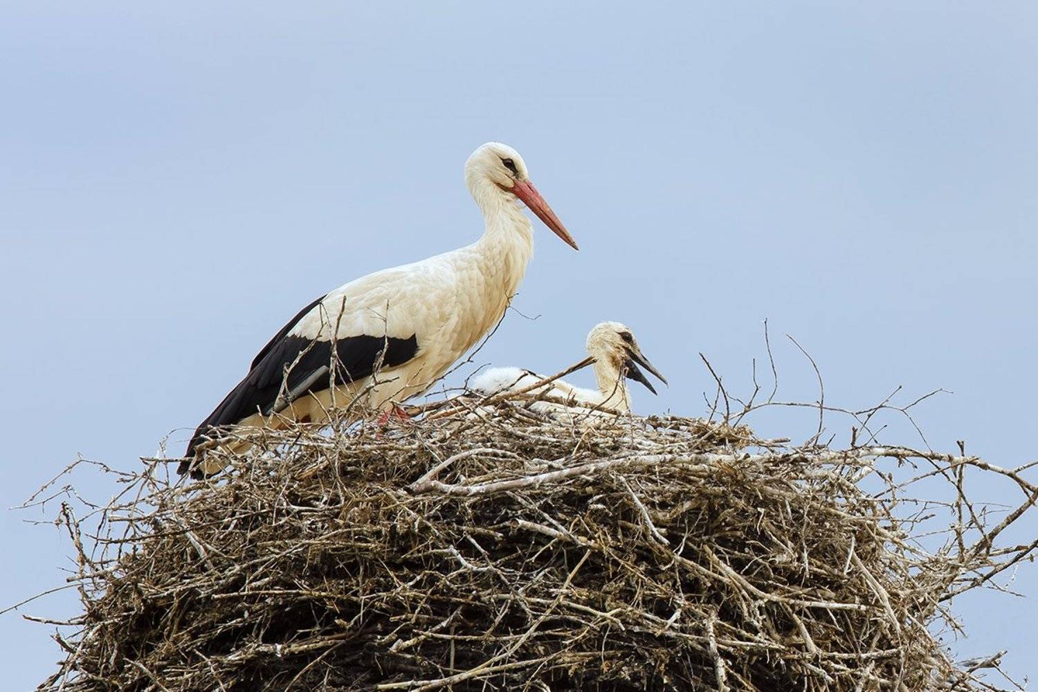 , Игорь Дубровский