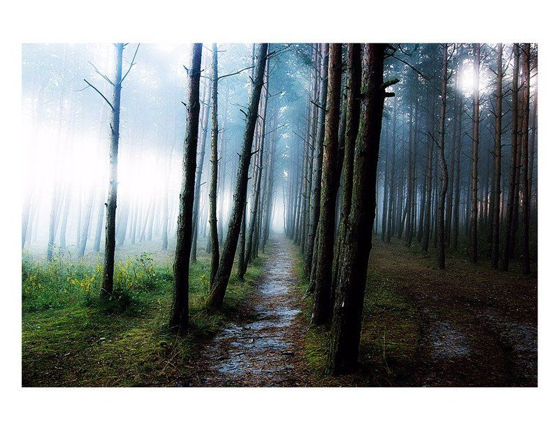 Про туманный лес фото превью