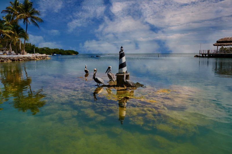 florida, keys, pelican, sea, summer, palms, aquamarine, trabquility Pelican Bay фото превью