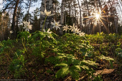 Колыванский борок