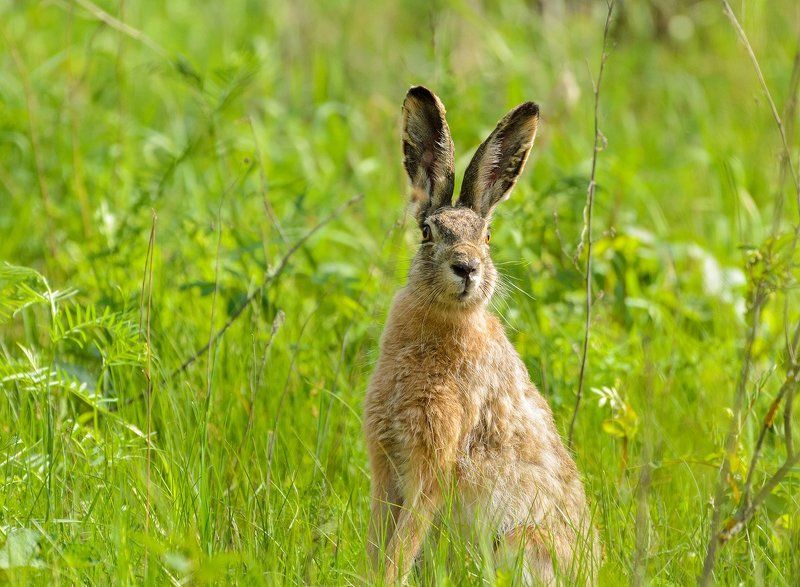 заяц зайчик фото превью