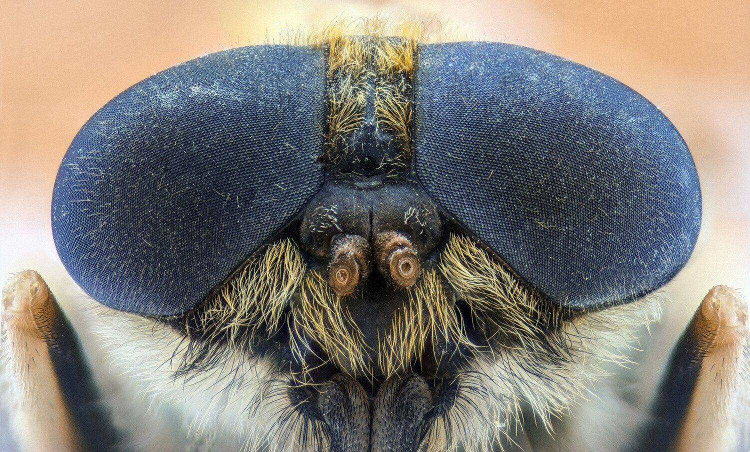 Муха. Автор: Tsvetan Ganev ceclii,macro,lgg4, extrememacro, макро, Tsvetan Ganev