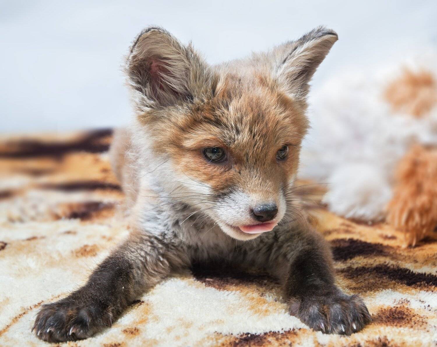 , Олег Богданов