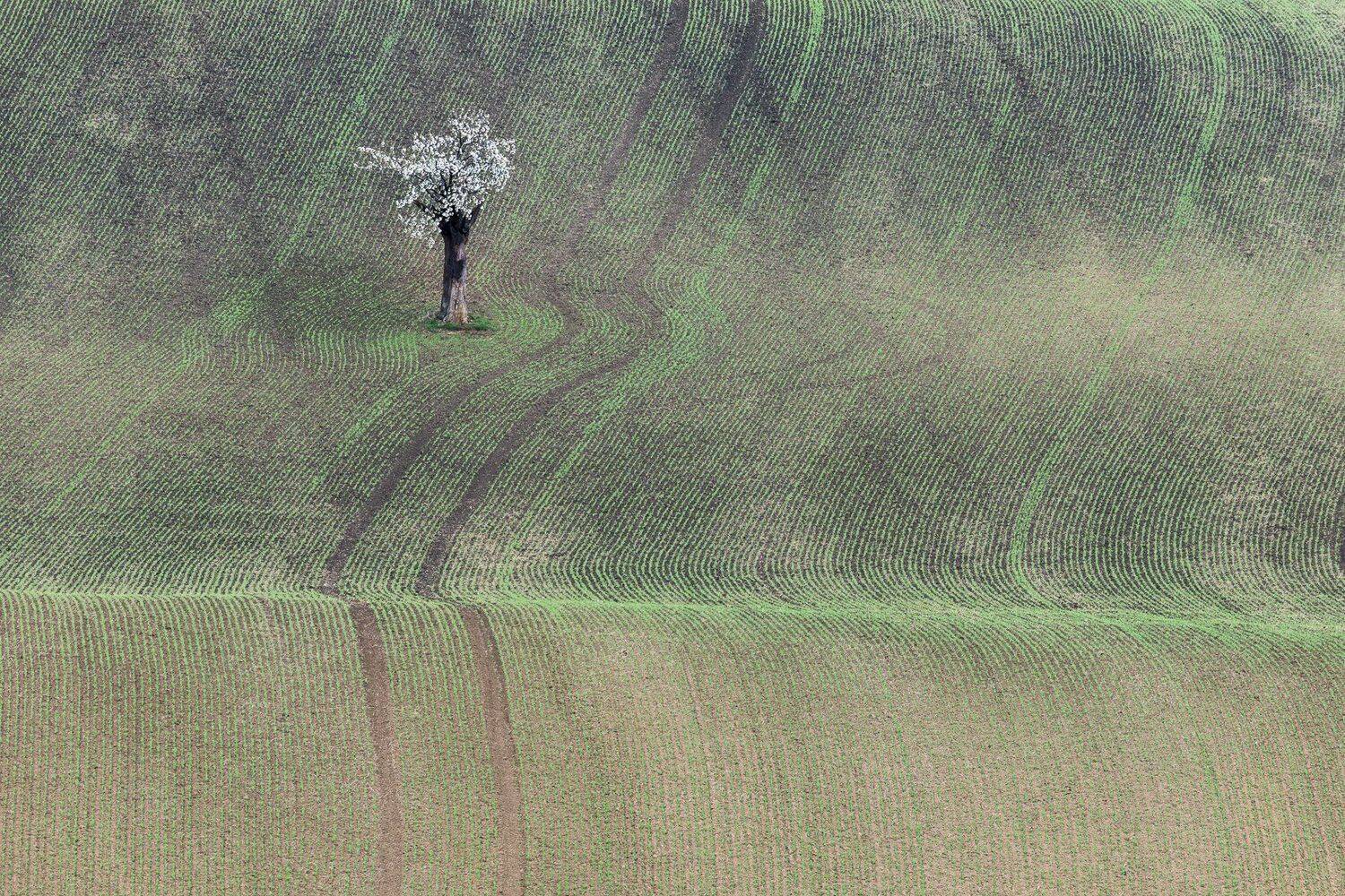 моравия, весна, дерево, трава, green, Марина Маликова
