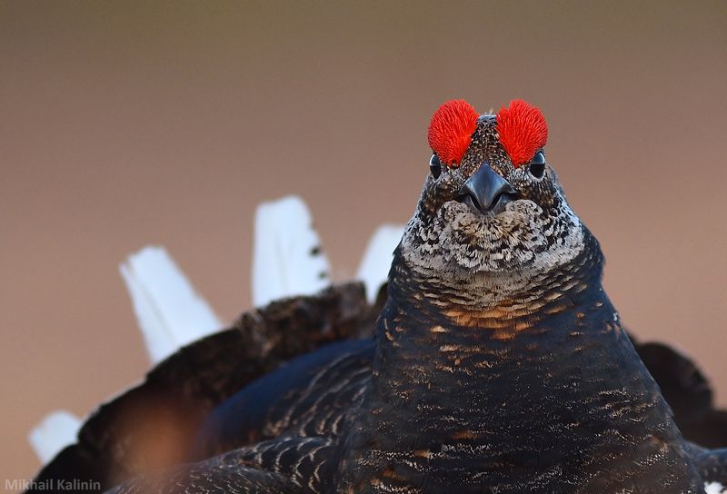 Куропёрый тетерев. фото превью