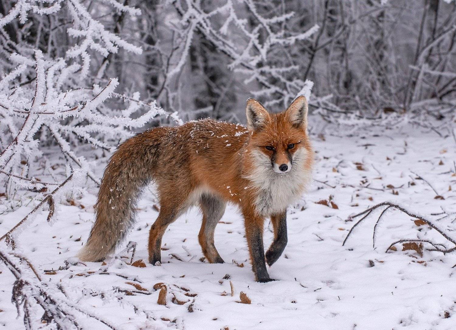 лиса, Хасан Журтов