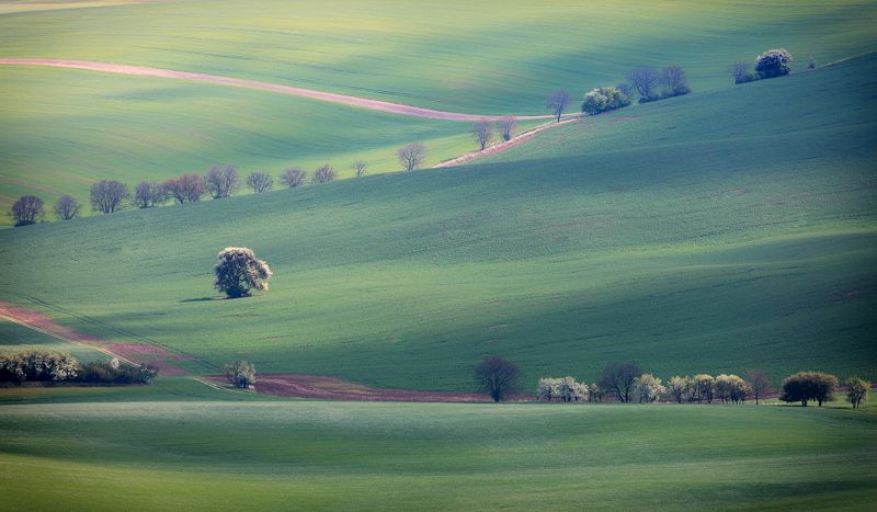 моравия, весна, дерево, трава, green Акварель фото превью