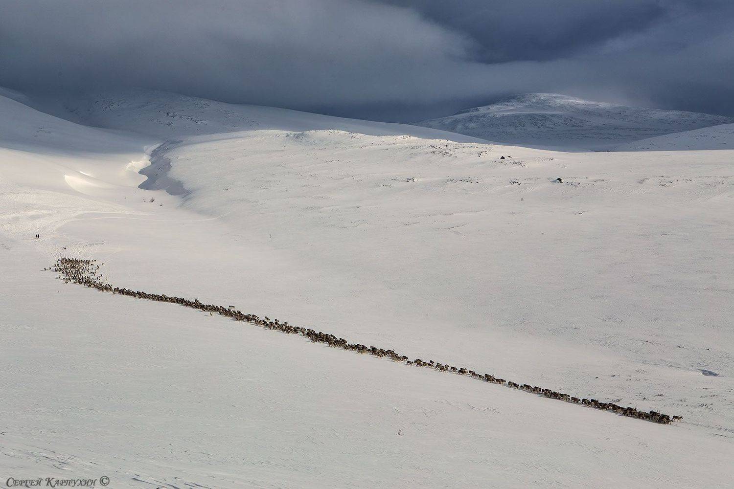 олени, стадо, полярный урал, зима, Сергей Карпухин