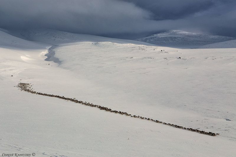 олени, стадо, полярный урал, зима Стадо. фото превью