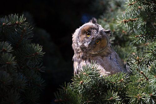 глазастое любопытство